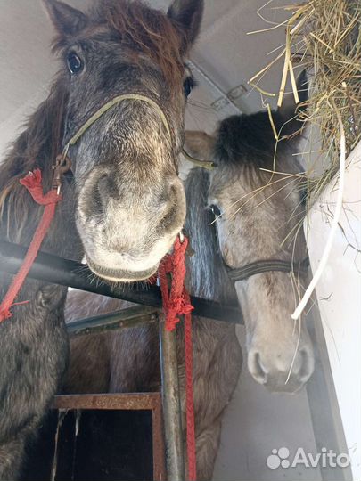 Перевозка крс, лошадей, других животных