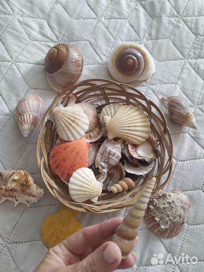 Морские ракушки раковины набором