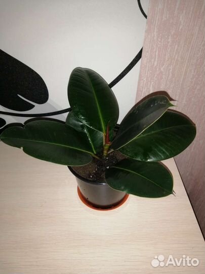 Фикус Эластика (Каучуконосный)