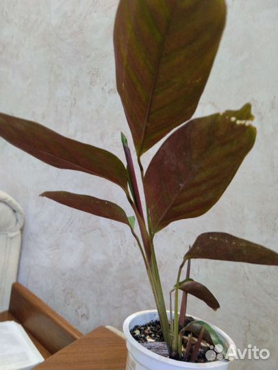 Ктенанта комнатное растение