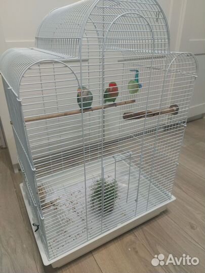 Попугай неразлучники с клеткой