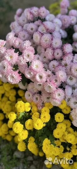Хризантема микс разных сортов(опт)