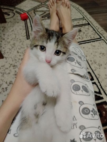 Котята 2 месяца