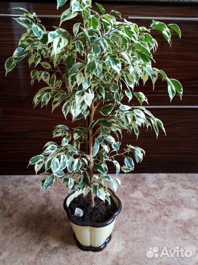 Фикус бенджамина твилайт