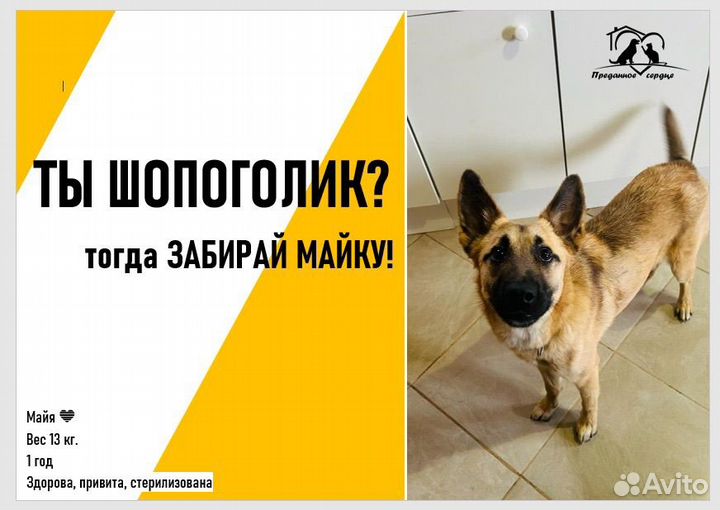 Прекрасная собака Майя ищет дом