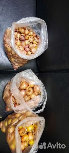 Лук севок на головку