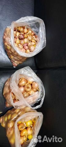 Лук севок на головку