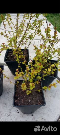 Многолетние кустарники, ива спиреи пузыреплодник