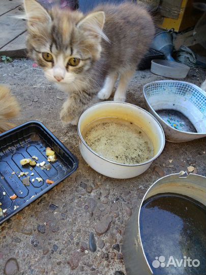 Кошечка в добрые руки