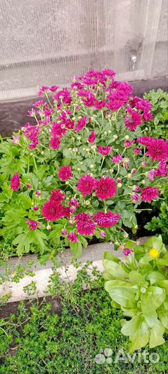 Хризантемы мультифлора