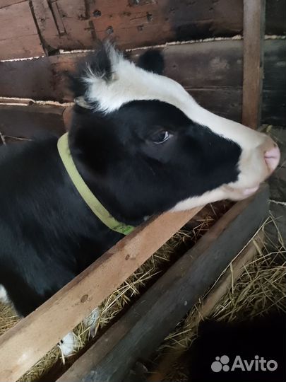 Продам тёлку