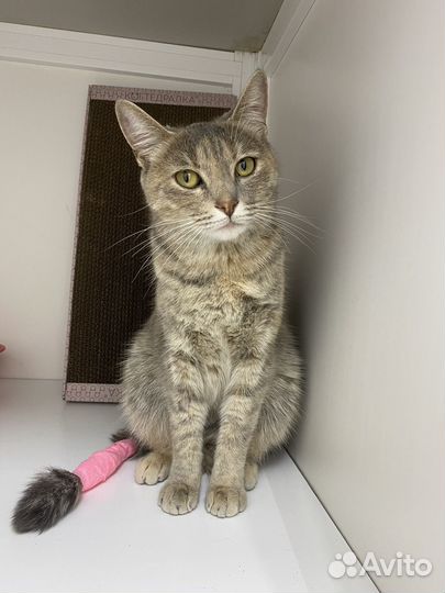 Кошка бесплатно