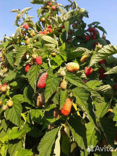 Саженцы малины и ежевики