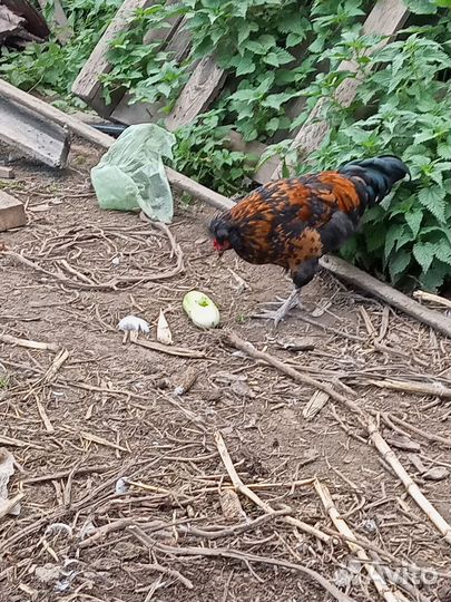 Молодые петухи