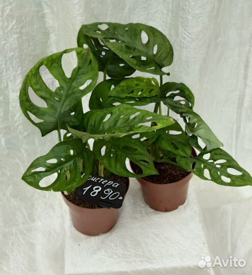 Монстера манки