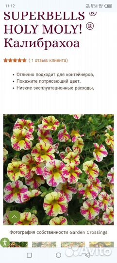 Калибрахоа