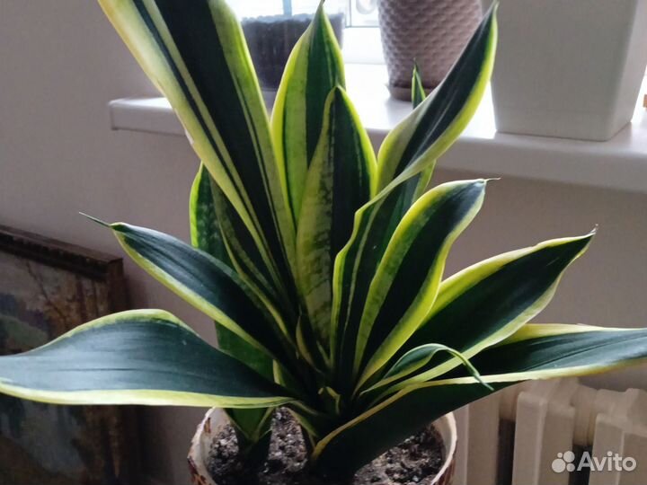 Сансевиерия Блэк Голд