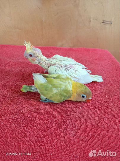 Попугай вид Неразлучник Фишера ' Маска ' Корелла
