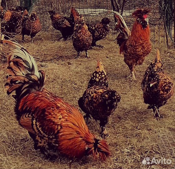Павловские куры, цыплята, петушки