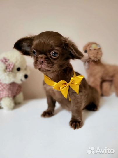 Шоколадный крутой малыш