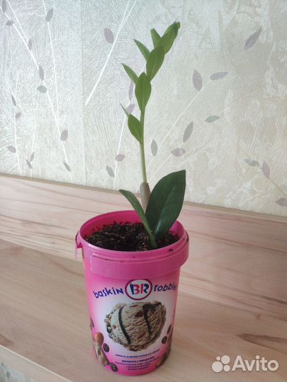 Долларовое дерево (замиокулькас)