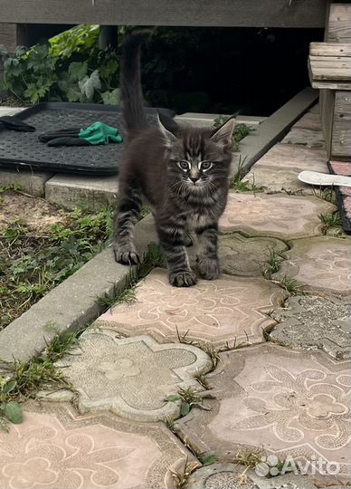 Котята чаузи