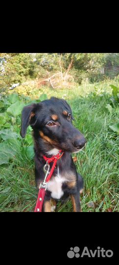 Щенки бесплатно