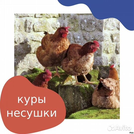 Куры несушки