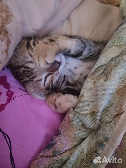 Передержка - гостиница для кошек