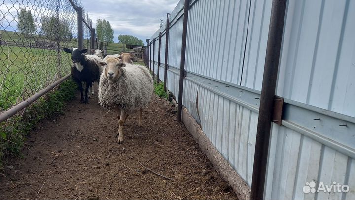 Овцы 2шт, нубийские козочки, нубийский козлик