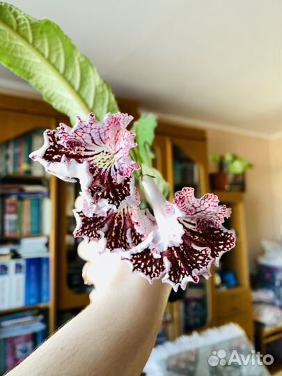 Стрептокарпус