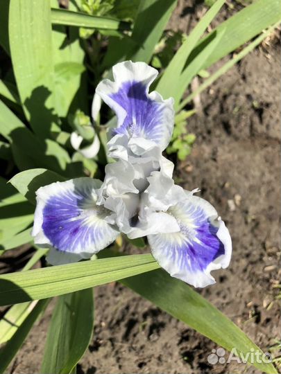 Ирис карликовый бордюрный 60 сортов