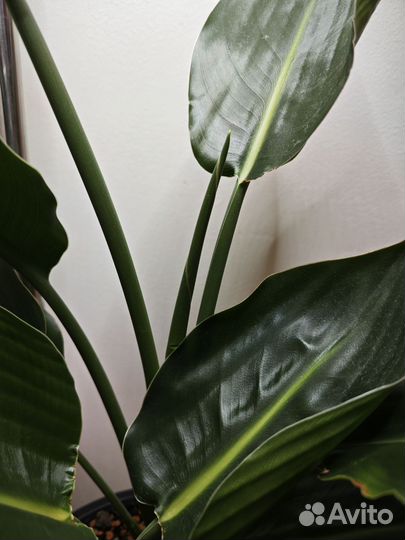 Стрелиция регина королевская