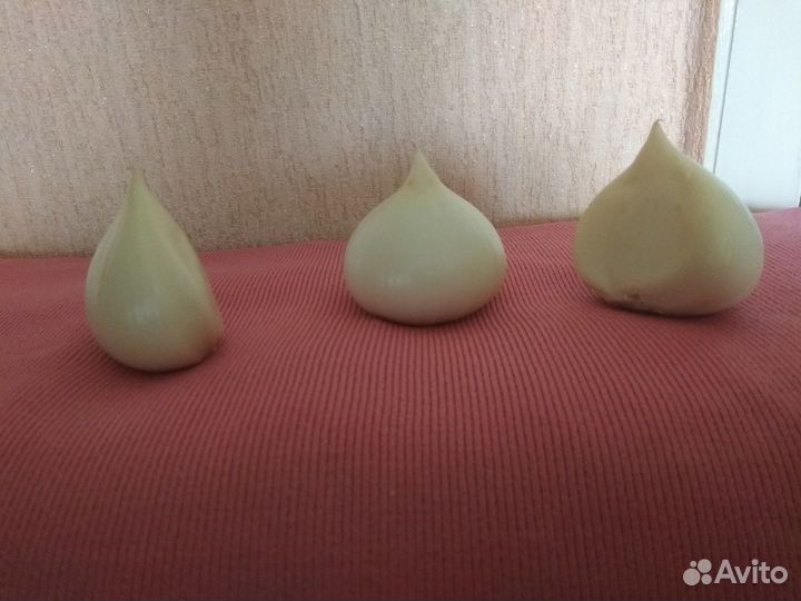 Чеснок рокамболь