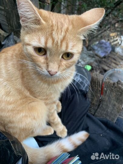 Кошка в дар