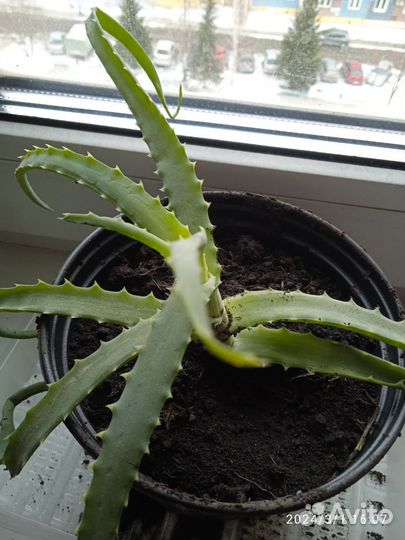 Продам Алое