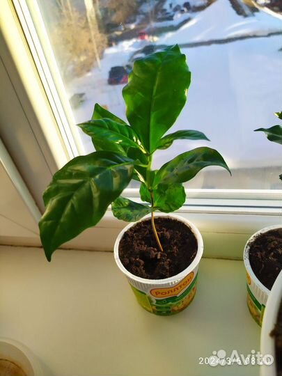 Кофейное дерево саженцы, арабика