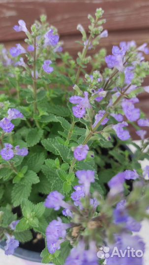 Котовник Фассени 