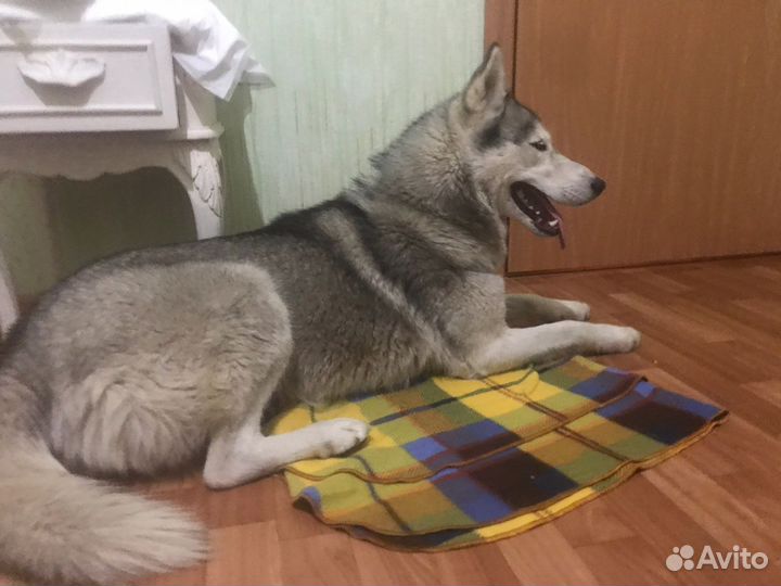 Хаски девочка