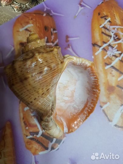 Ракушки с моря