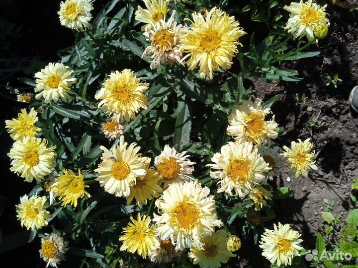 Цветы многолетники