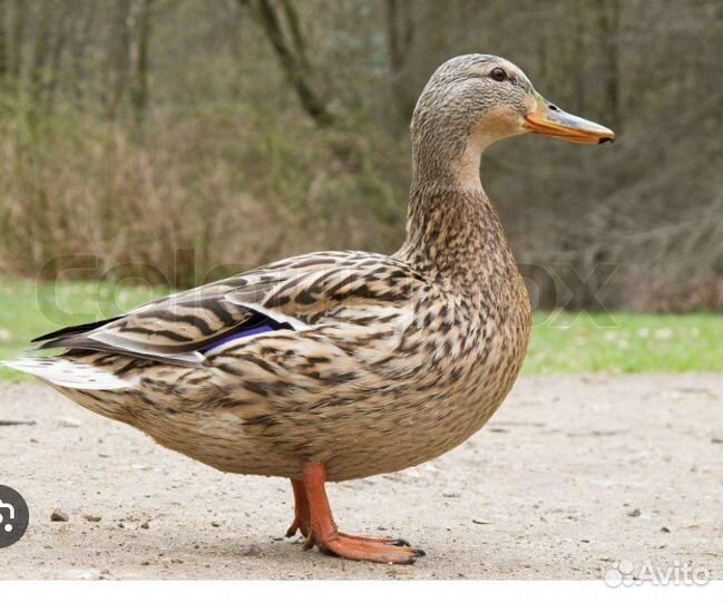 Подсодная утка