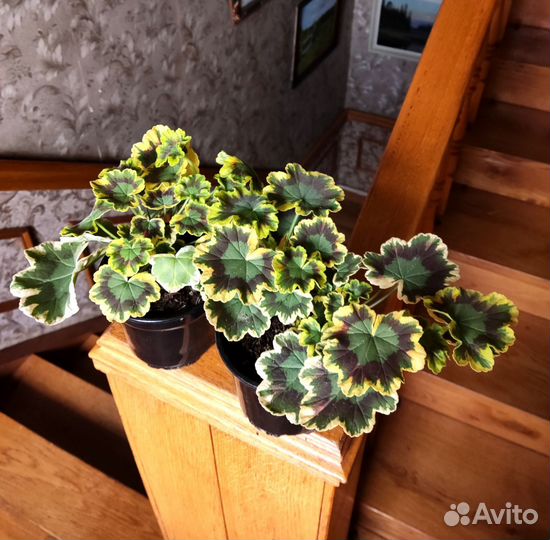 Пеларгония пестролистная