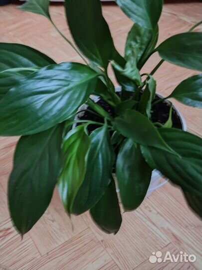 Спатифиллум