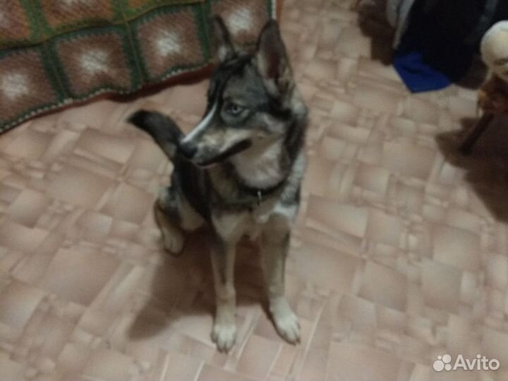 Собака в добрые руки отдам бесплатно