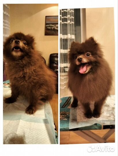 Модель на груминг