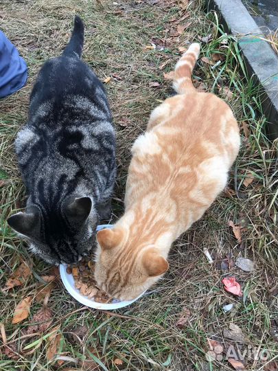 Красивые котики