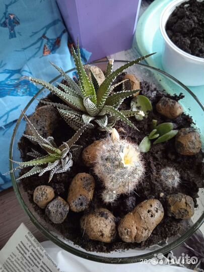 Кактусы и суккуленты