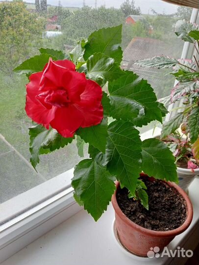 Гибискус китайская роза