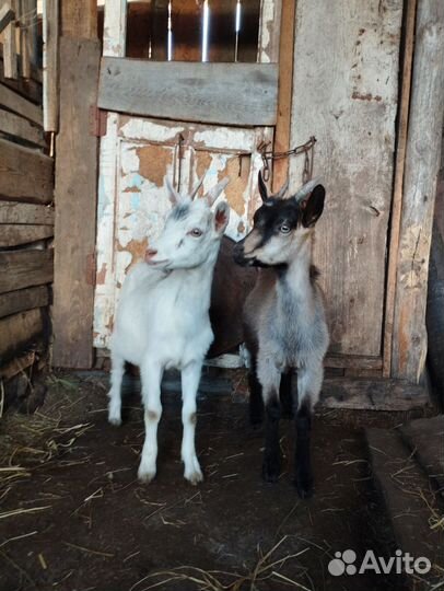 Козлята
